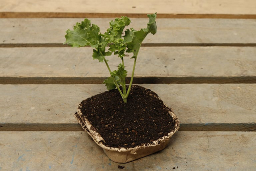 Kale Seedling bundle - Curly
